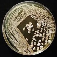 Actinomycetes culture for research work in india