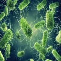 Bacterial culture for research work in india