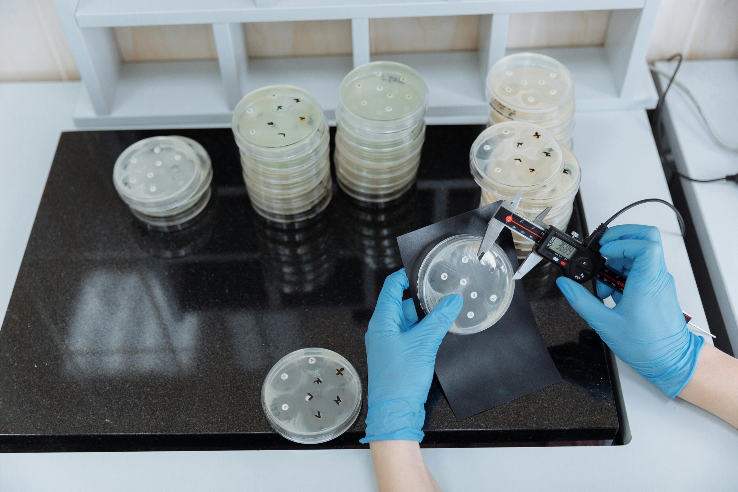 Scientist measuring bacteria growth in petri dishes under sterile lab conditions.